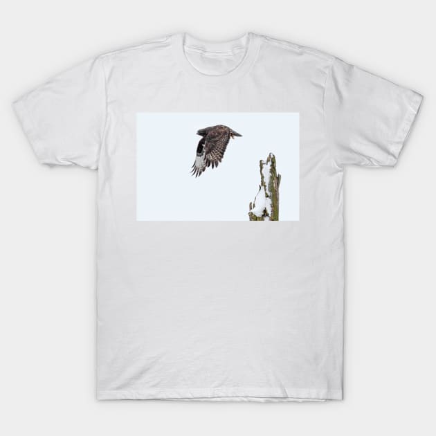 Rough-legged Hawk T-Shirt by Jim Cumming